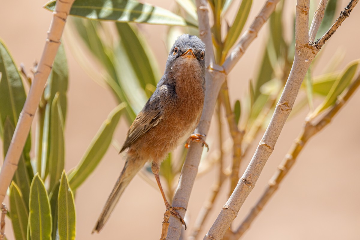 Tristram's Warbler - Yann Muzika