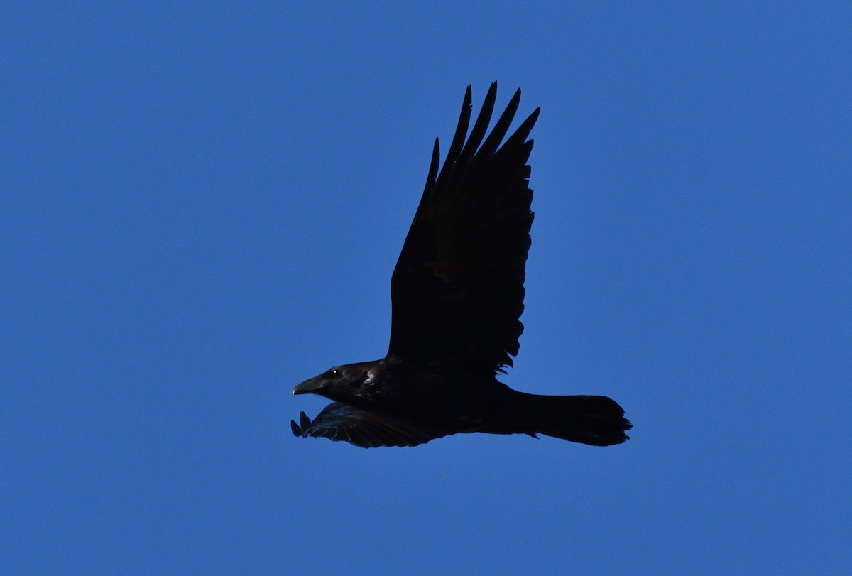 Common Raven - Wayne Grubert