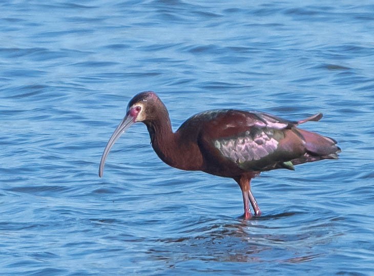 White-faced Ibis - ML617962922