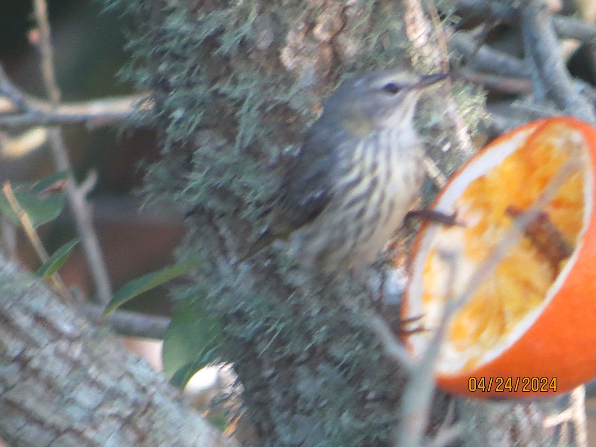 Cape May Warbler - JOHN KIRK