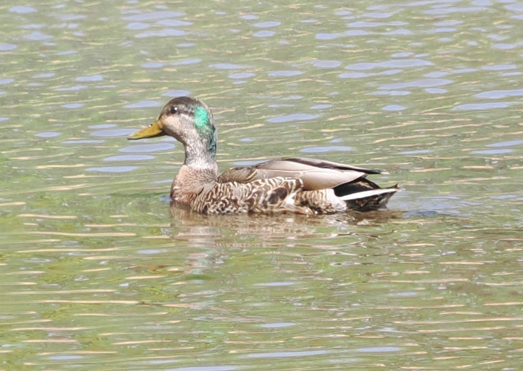 Mallard x American Black Duck (hybrid) - Russell Hoffman