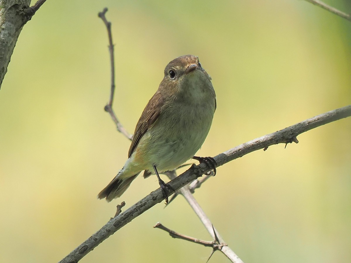 Taiga/Red-breasted Flycatcher - ML617963048