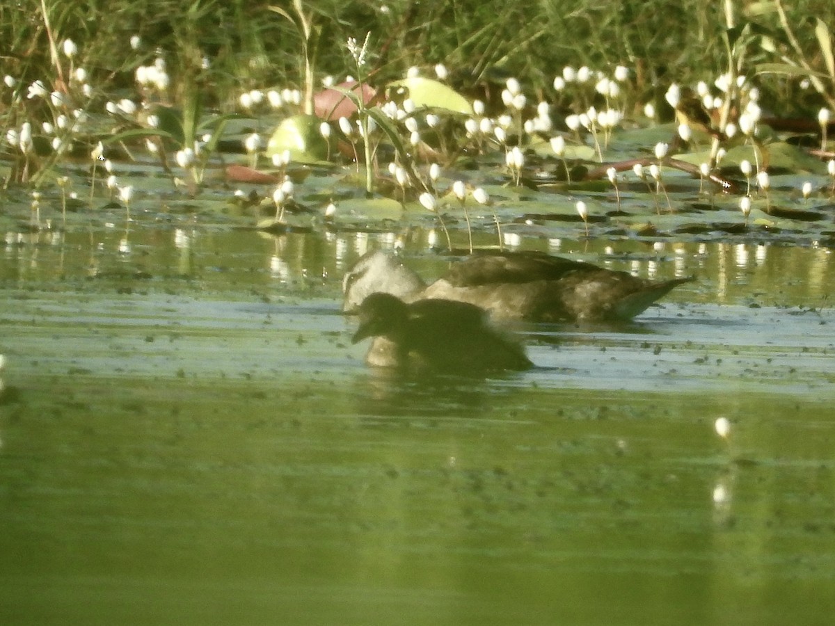 Cotton Pygmy-Goose - ML617963070