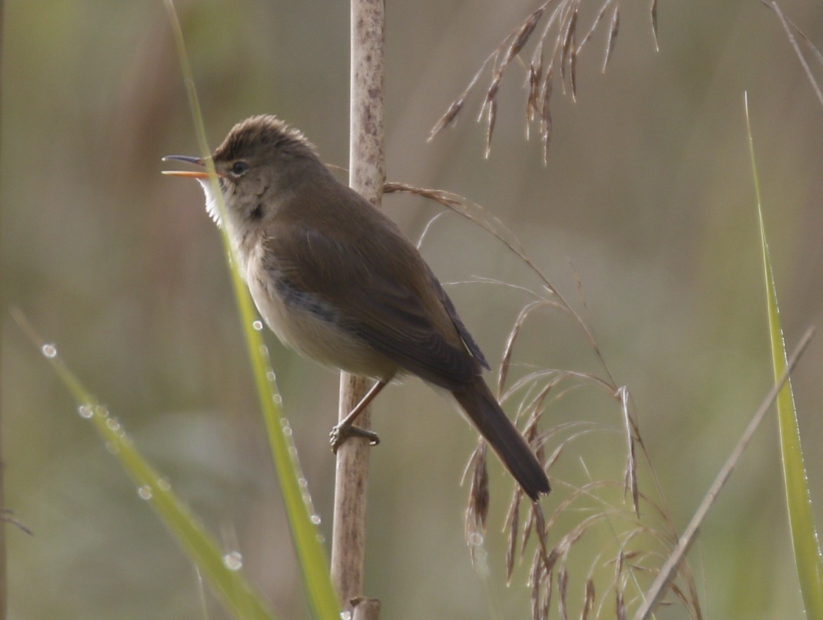 Common Reed Warbler - ML617963130