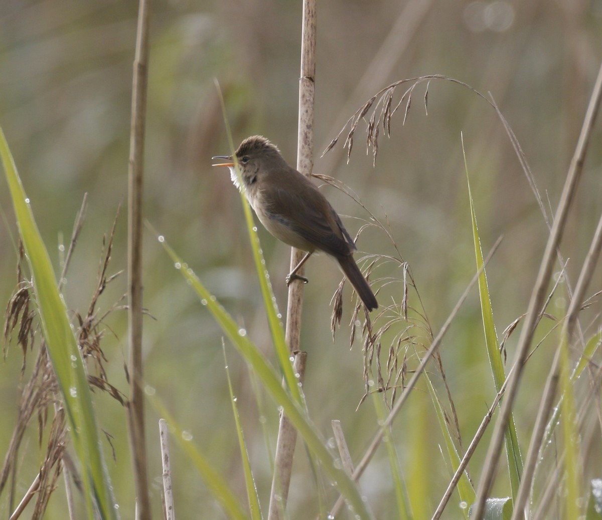 Common Reed Warbler - ML617963131