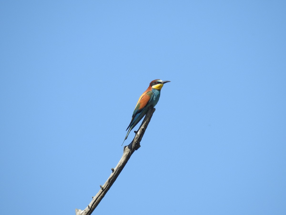 European Bee-eater - ML617963166