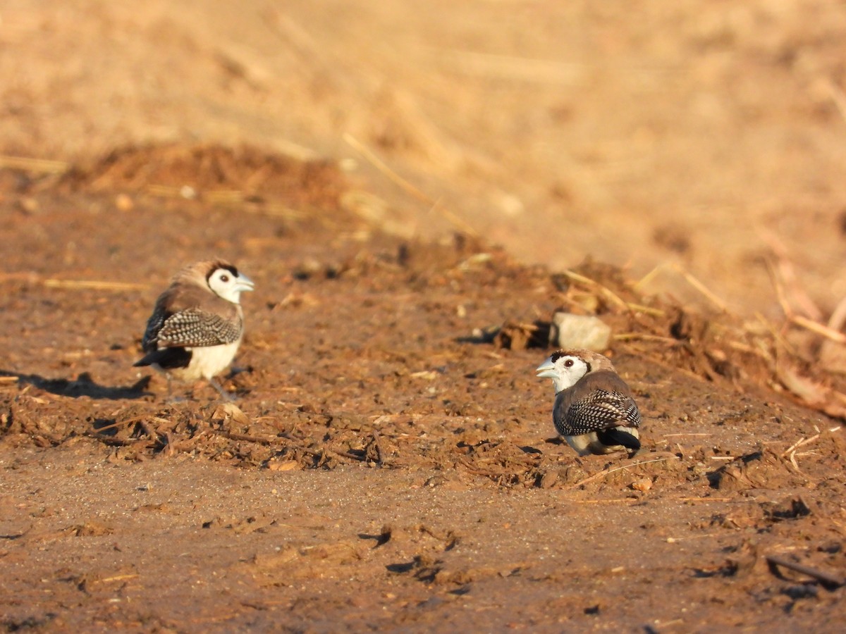 Double-barred Finch - Cherri and Peter Gordon