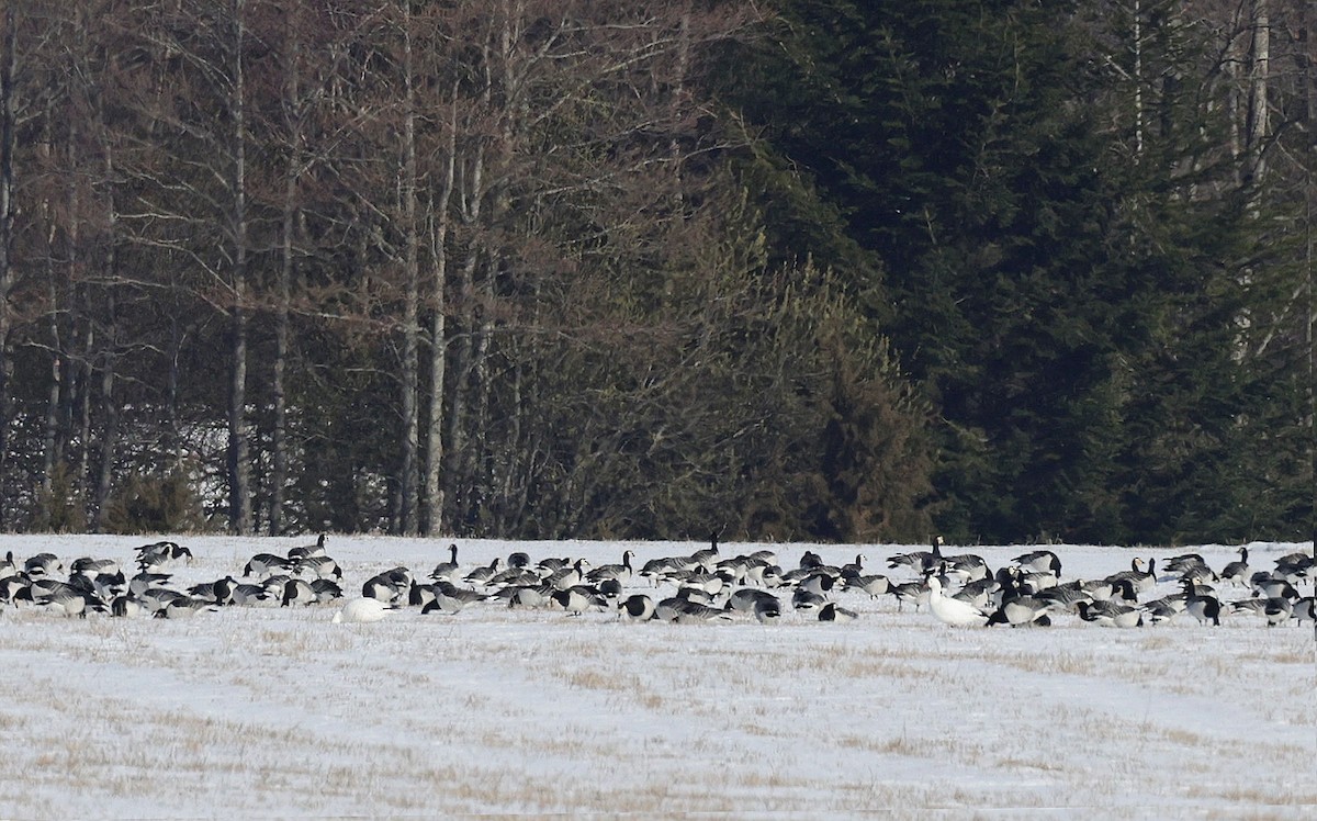 Ross's Goose - Sampsa Cairenius