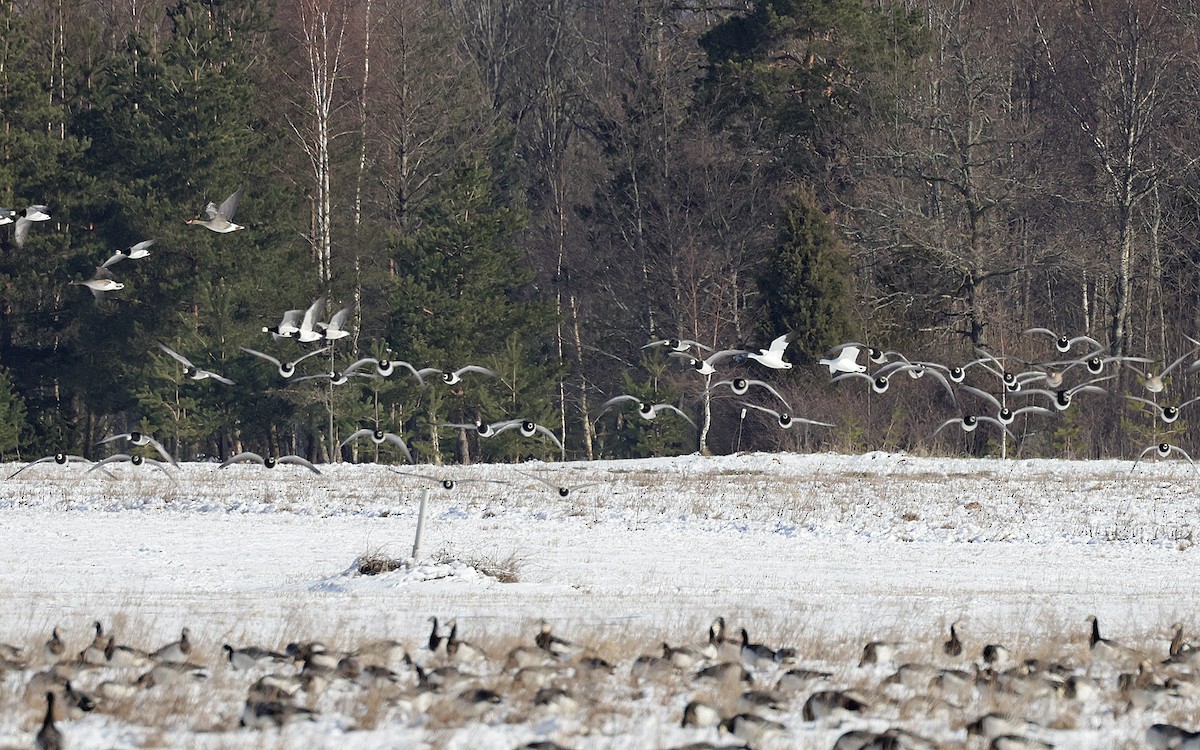 Ross's Goose - Sampsa Cairenius