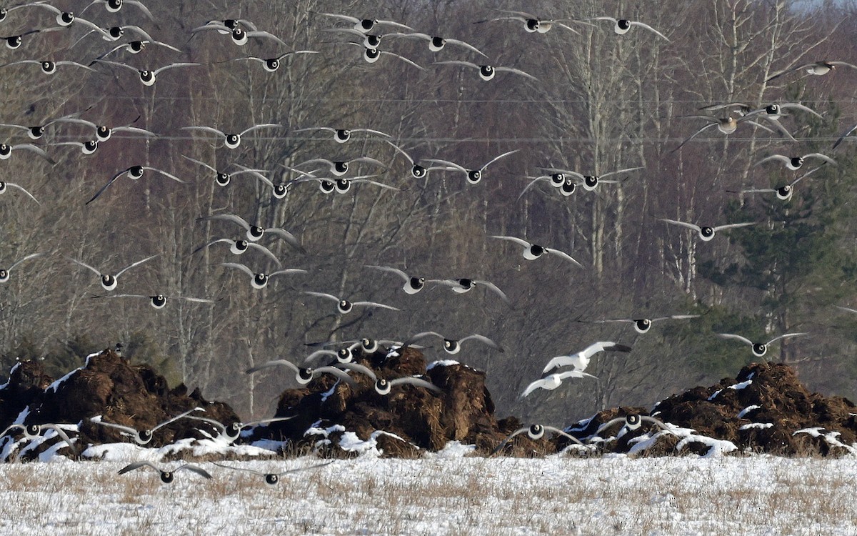 Ross's Goose - ML617963202