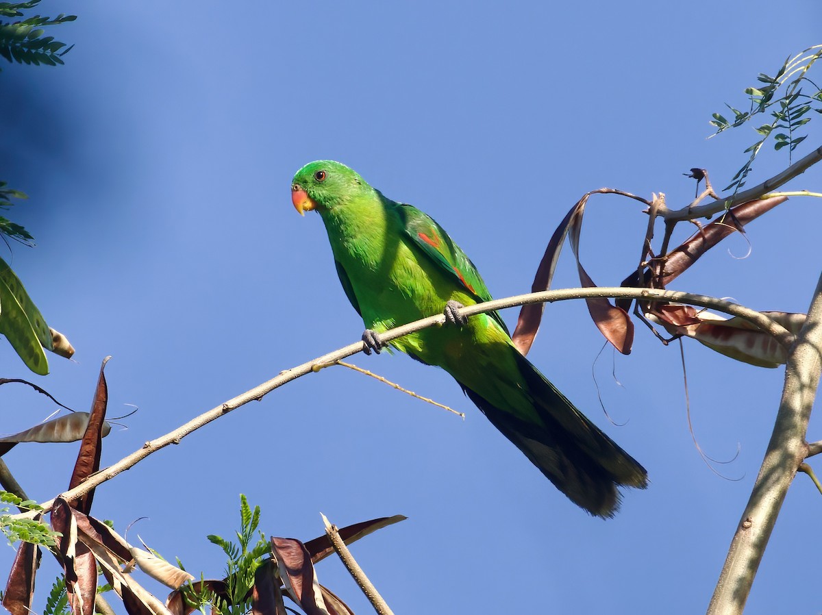 Olive-shouldered Parrot - ML617963205