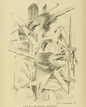 Reed Parrotbill - ML617963212