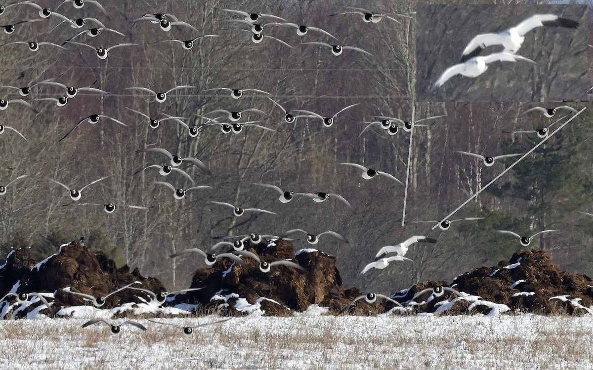 Ross's Goose - Sampsa Cairenius