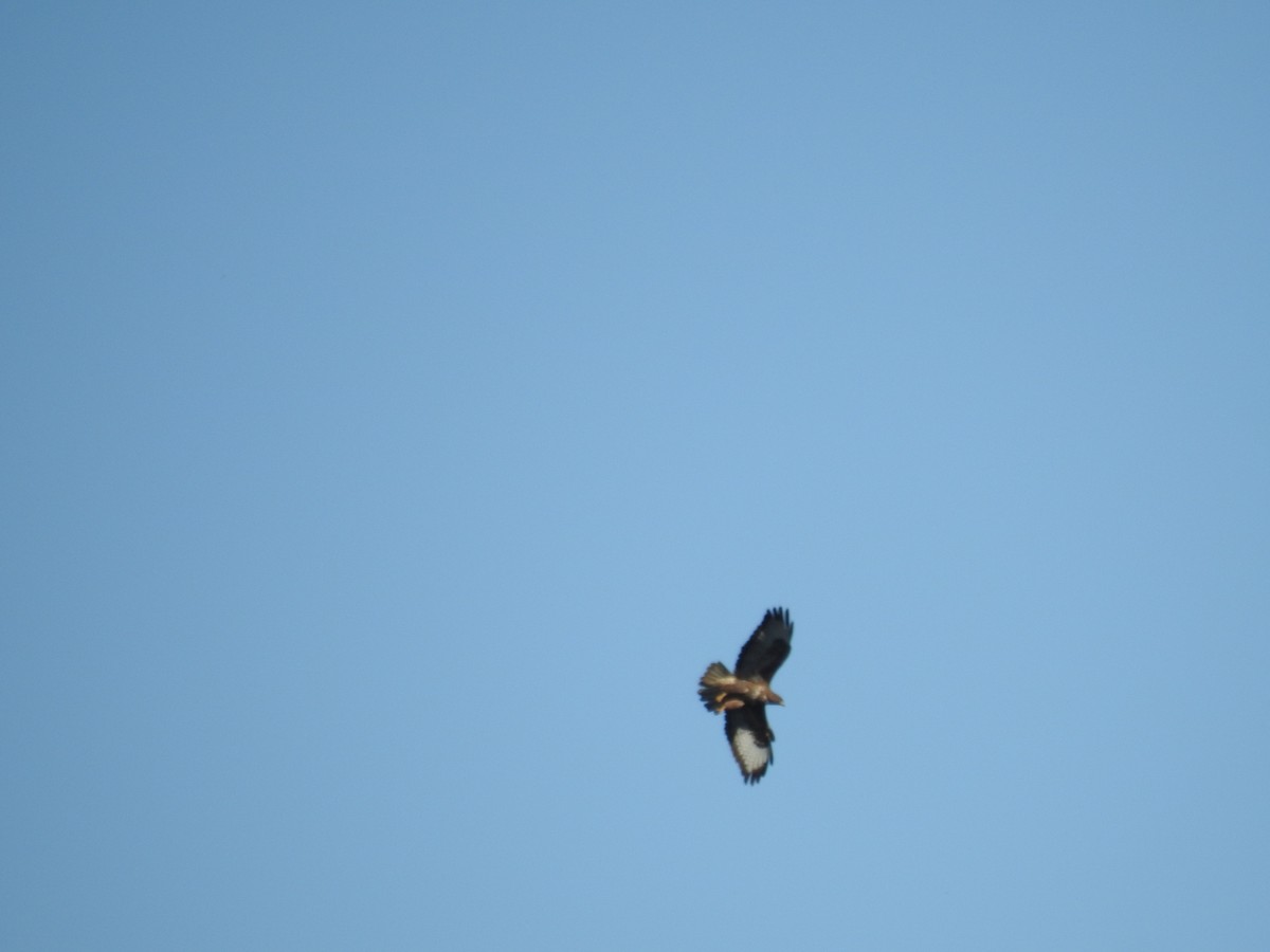 Common Buzzard - ML617963246