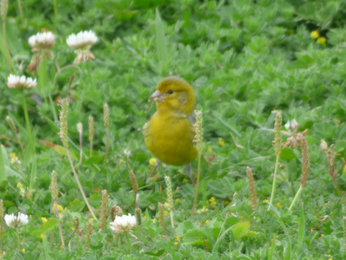 Serin des Canaries - ML617963248