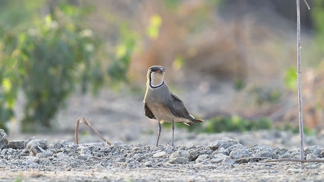 Oriental Pratincole - ML617963267