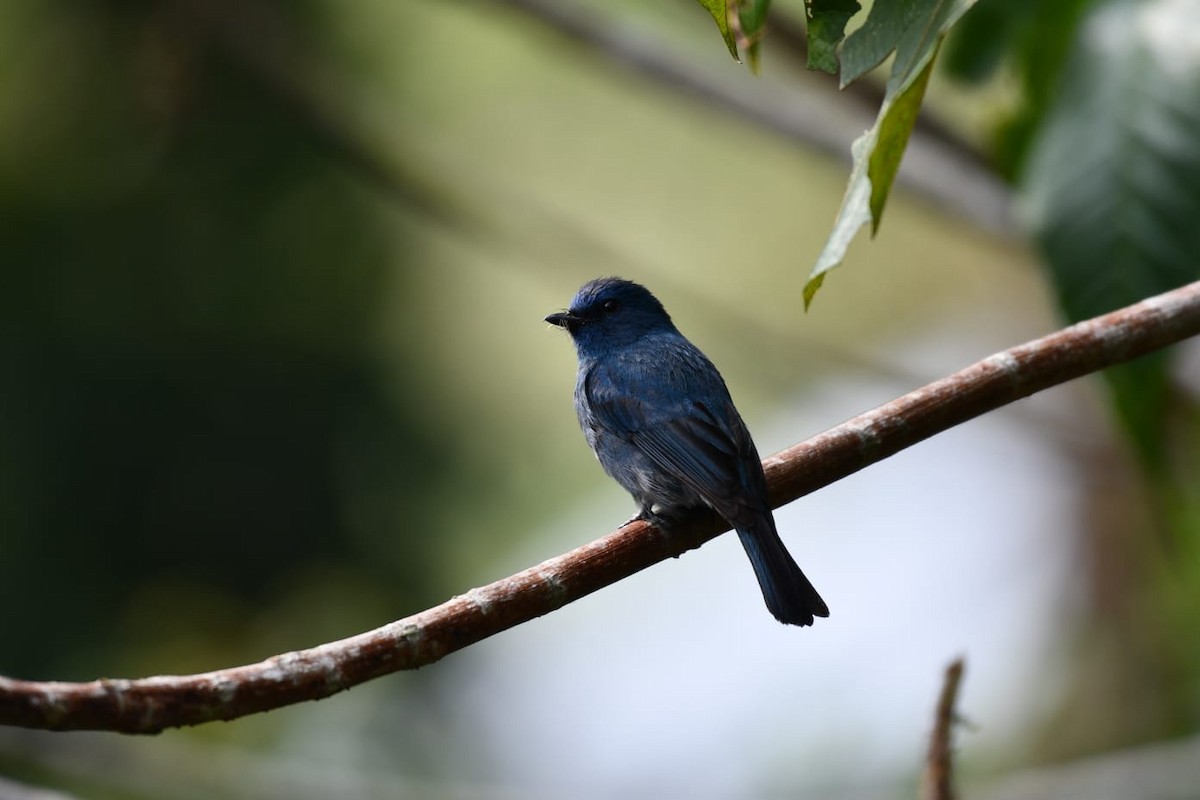 Nilgiri Flycatcher - ML617963273