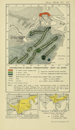 Reed Parrotbill - ML617963289