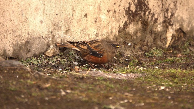 Alpine Accentor - ML617963322