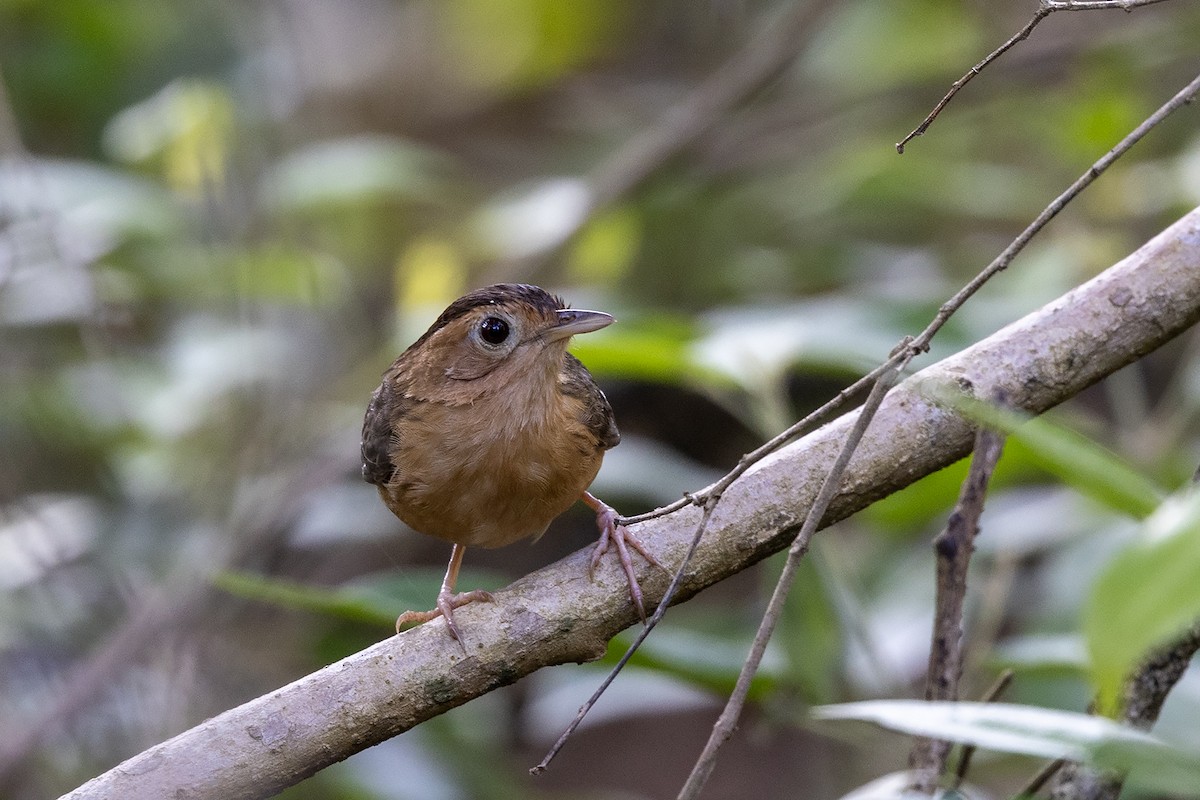 Brown-capped Babbler - ML617963385