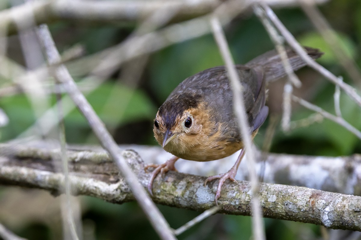 Brown-capped Babbler - ML617963412