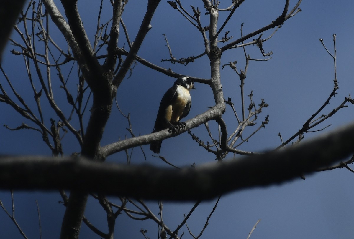 Black-thighed Falconet - ML617963424