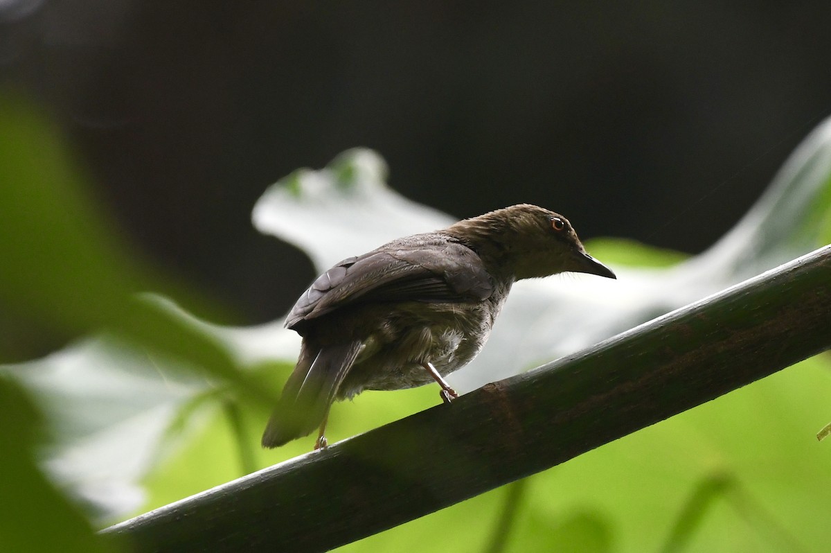 Red-eyed Bulbul - ML617963432