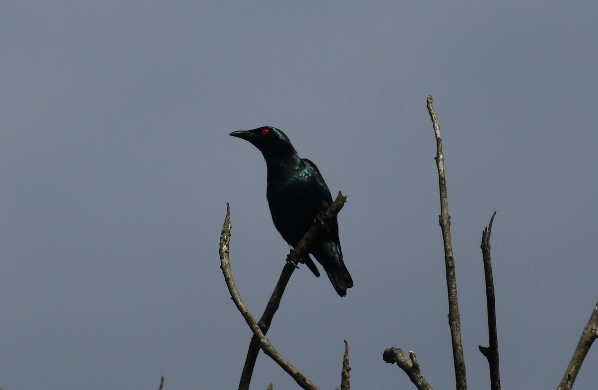 Asian Glossy Starling - ML617963435