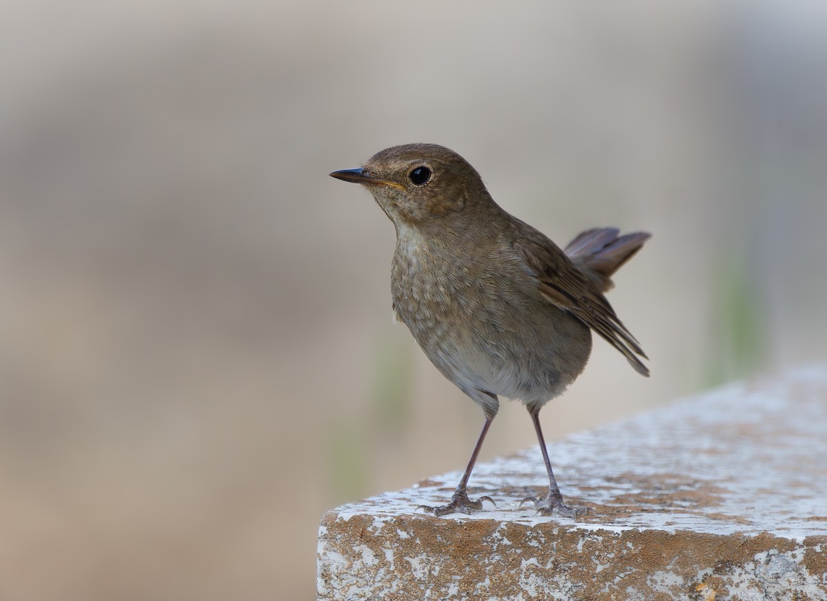 Thrush Nightingale - ML617963436