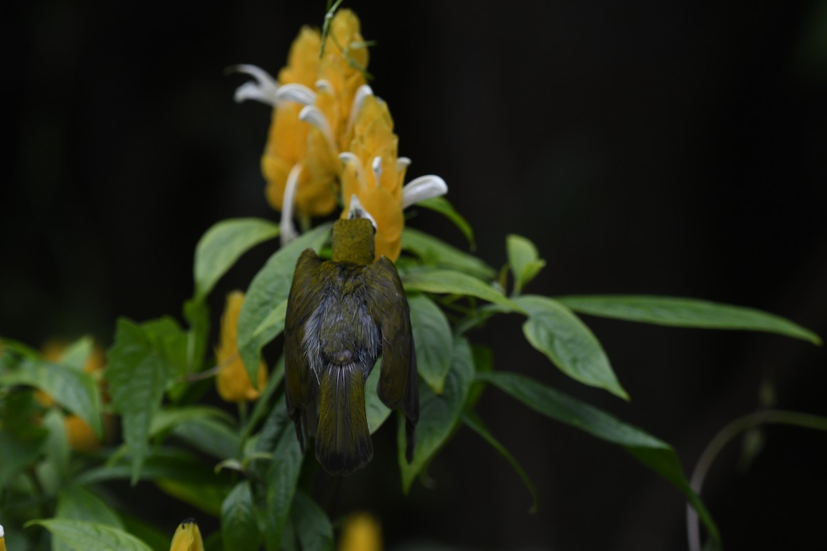 Gray-breasted Spiderhunter - ML617963443