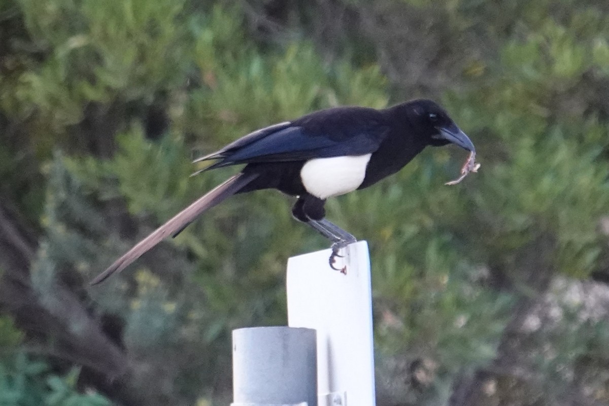 Asir Magpie - ML617963462