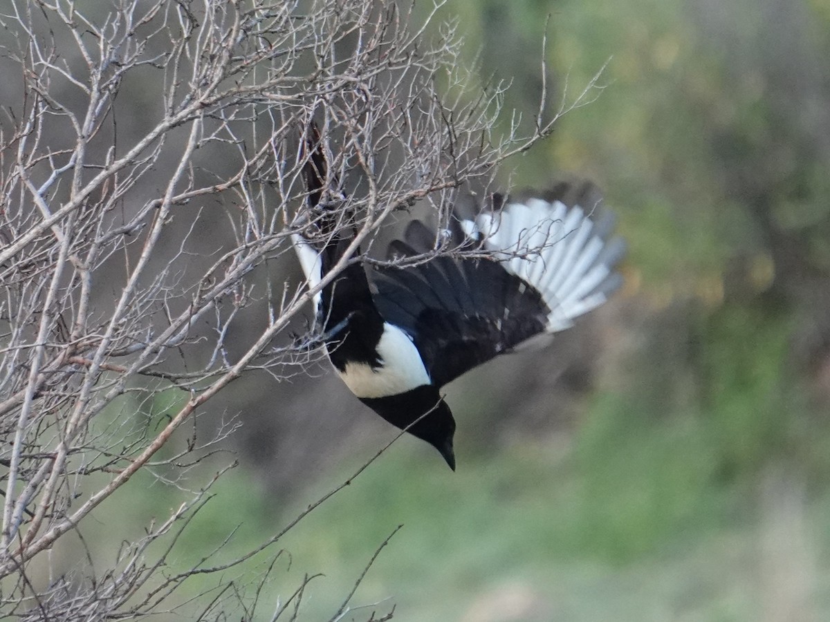 Asir Magpie - ML617963463