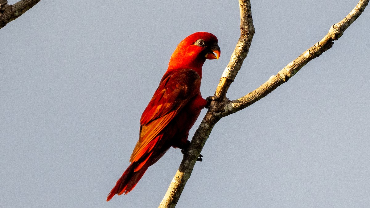 Cardinal Lory - ML617963465