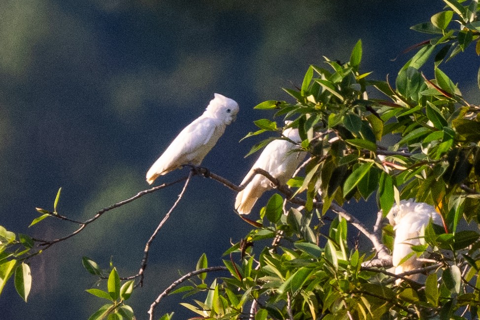 Ducorps's Cockatoo - ML617963469