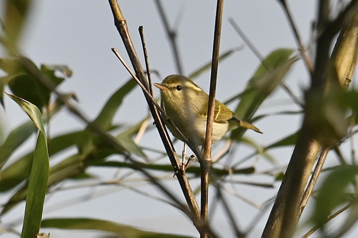 Kloss's Leaf Warbler - ML617963478