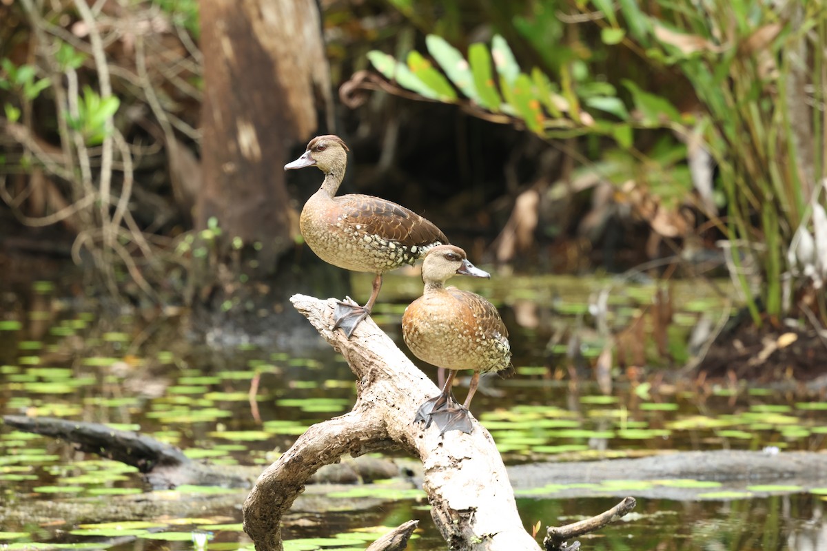 Spotted Whistling-Duck - Stan Skeates