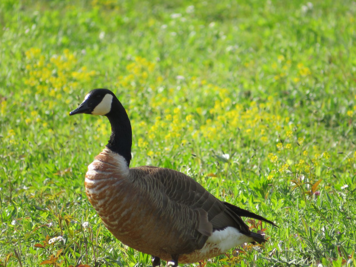 Canada Goose - ML617963539