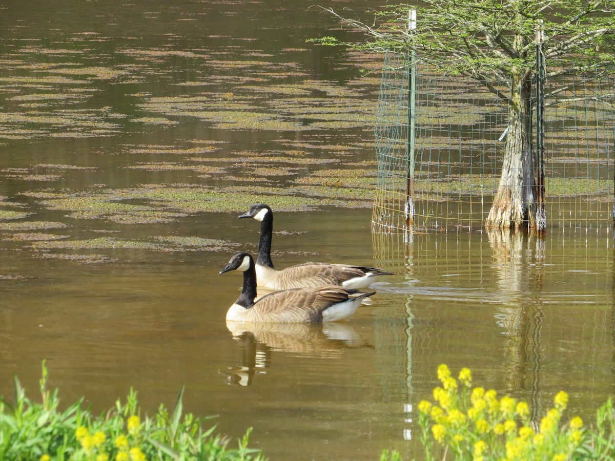 Canada Goose - ML617963540