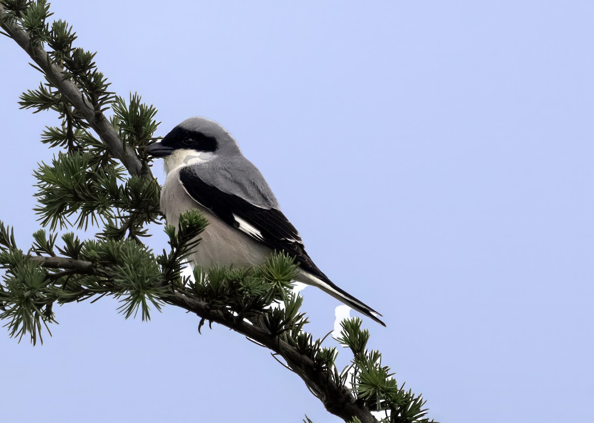 Lesser Gray Shrike - ML617963542