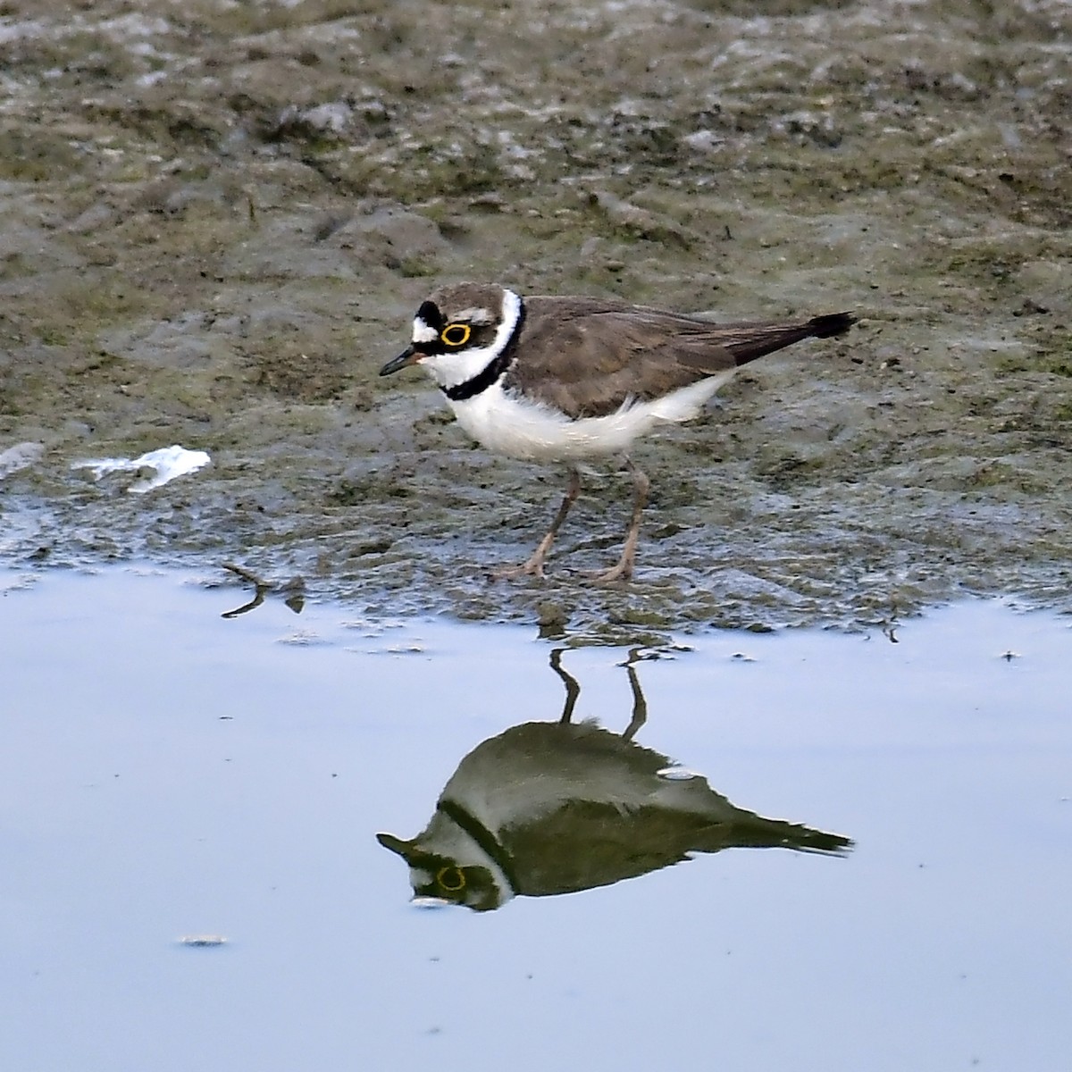 Little Ringed Plover - ML617963551