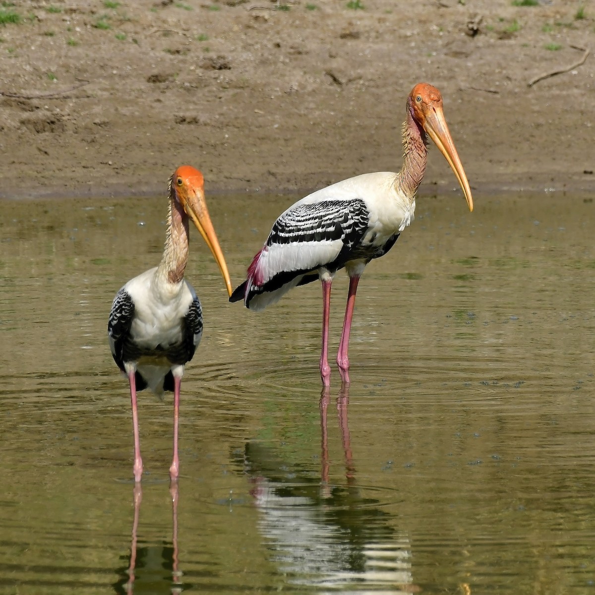 Painted Stork - ML617963557