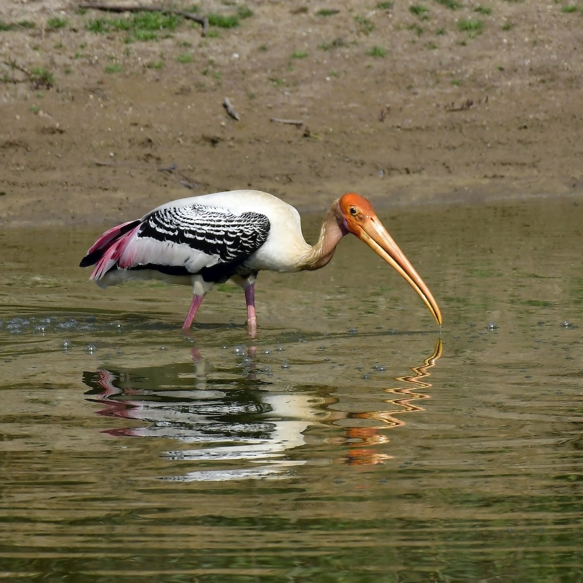 Painted Stork - ML617963558