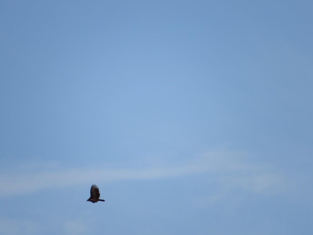 Turkey Vulture - ML617963572