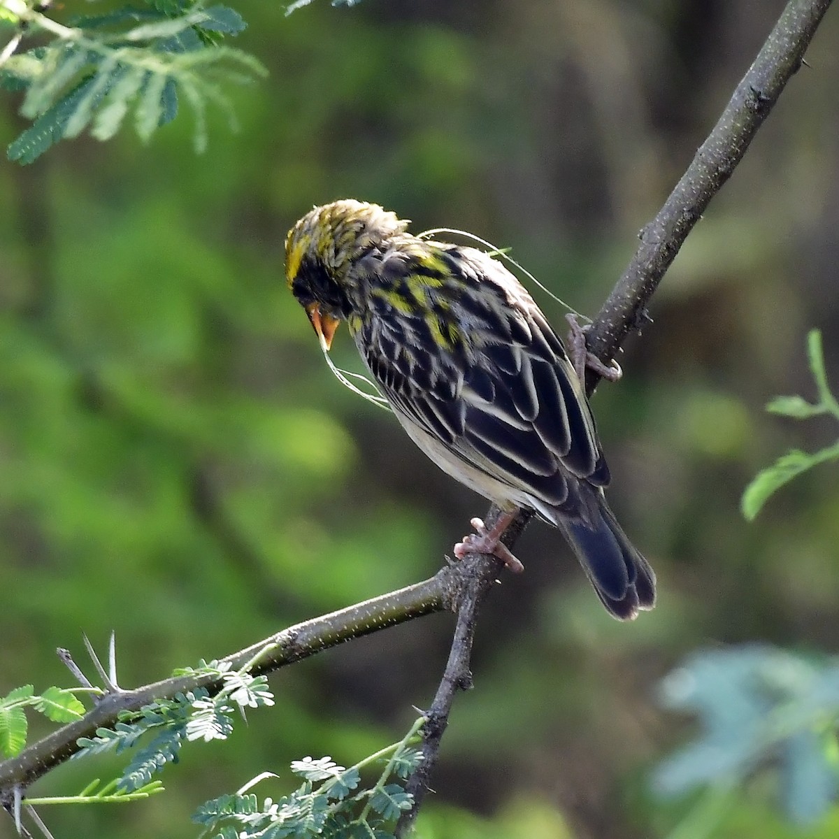 Streaked Weaver - ML617963576