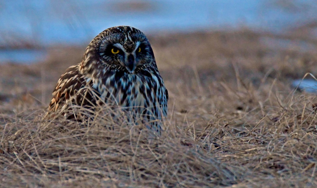 Hibou des marais - ML617963586