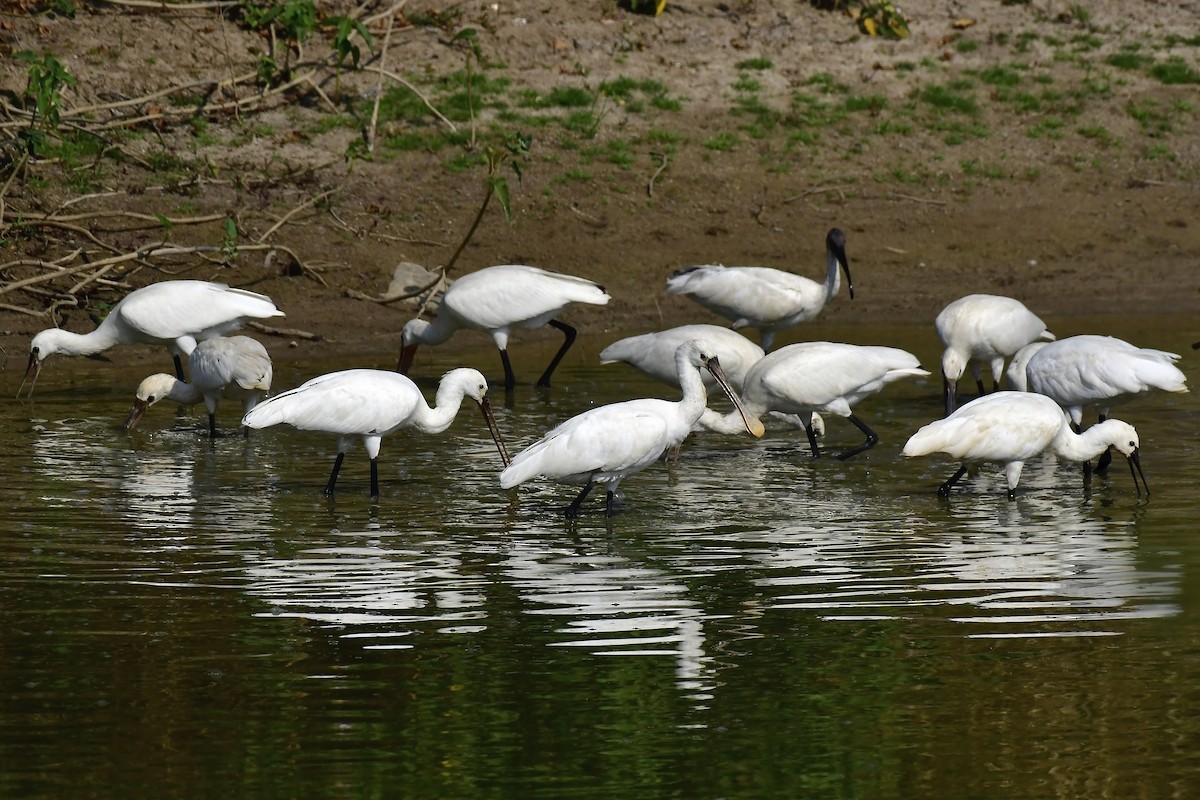 Eurasian Spoonbill - ML617963587