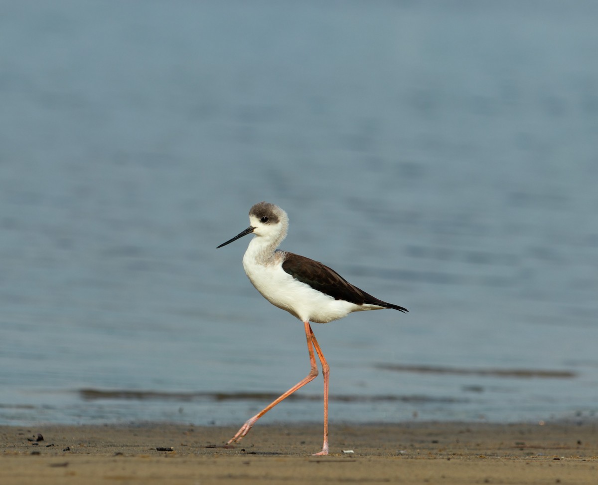 Pied Stilt - ML617963625