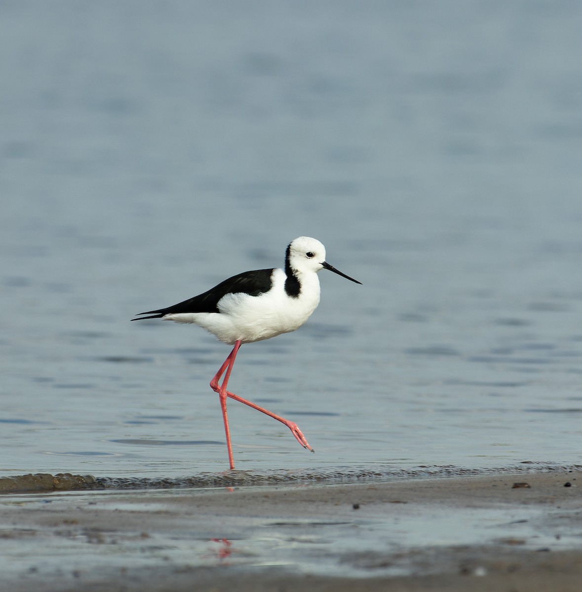 Pied Stilt - ML617963629