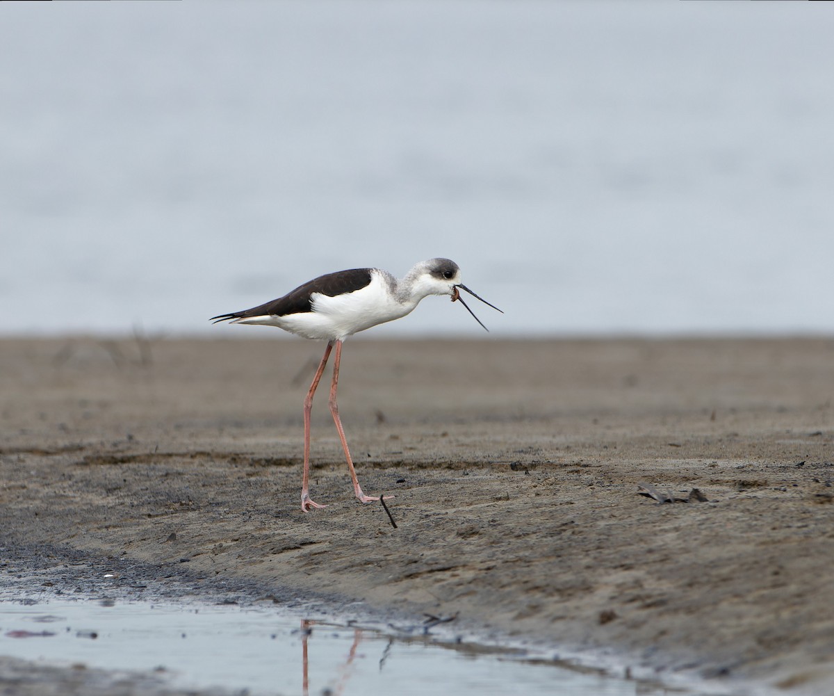 Pied Stilt - ML617963630