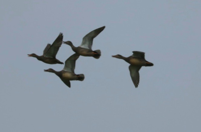 Gadwall - howard  taffs